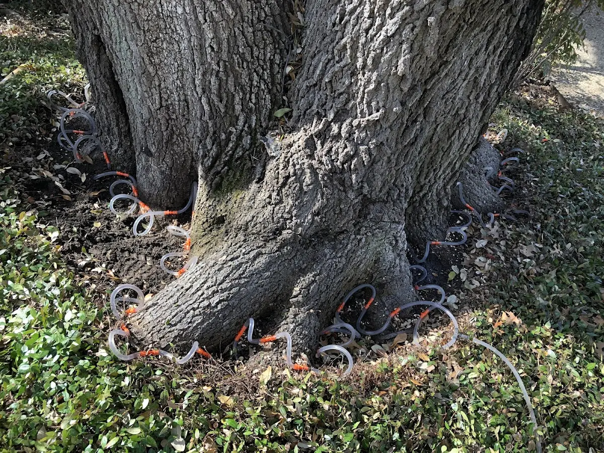 Detailed Tree Cabling and Bracing job site in Red Bank