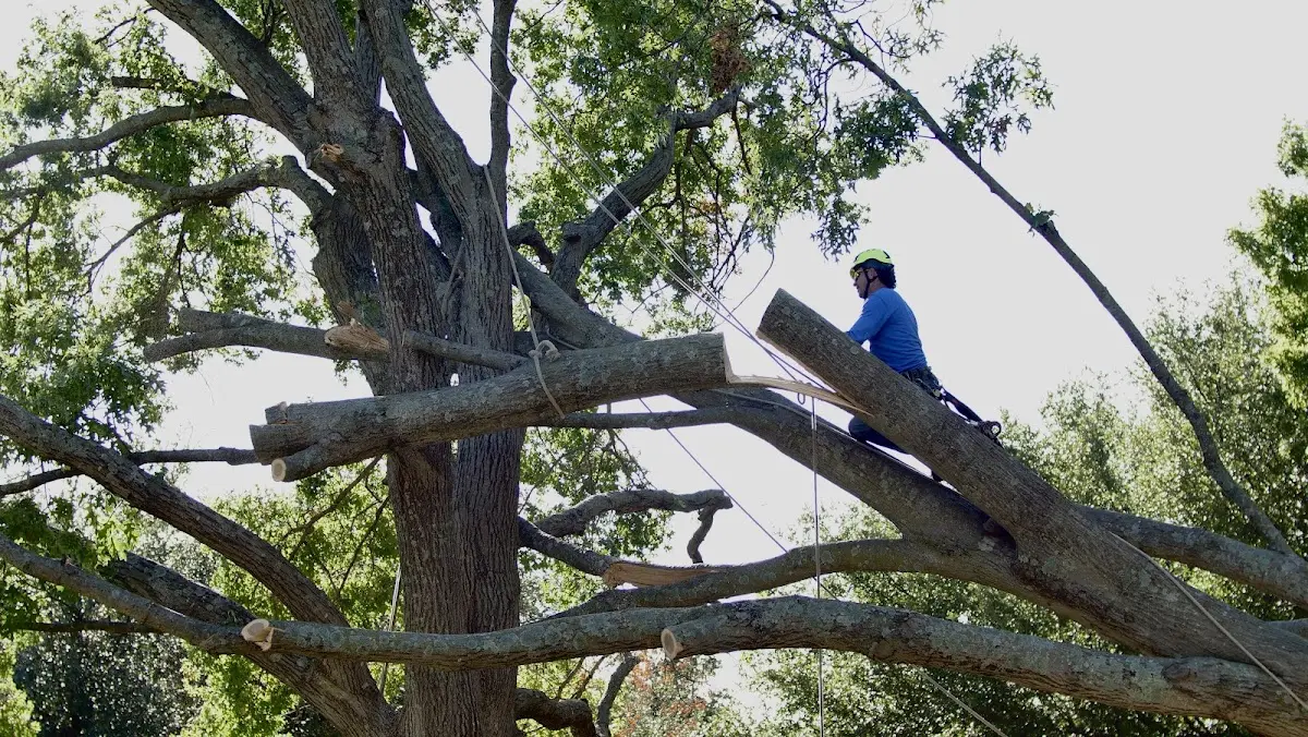 Professional Crown Thinning performed by certified arborists in Red Bank